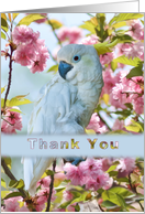 Thank You, White Parrot card