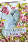 Birthday, Sister, White Parrot card