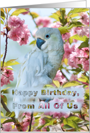 Birthday, From All of Us, White Parrot card