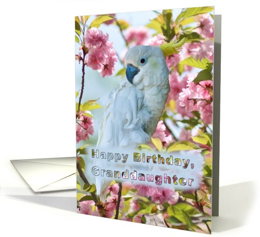 Birthday, Granddaughter, White Parrot card (811085)