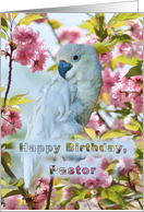 Birthday, Pastor, White Parrot card