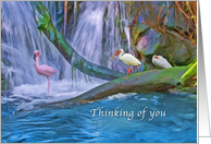 Thinking of You, Tropical Waterfall, Flamingos, Ibises card
