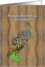 Birthday, Grandpa, Limpkin Marsh Bird card