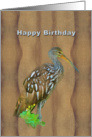Birthday, Limpkin Marsh Bird card