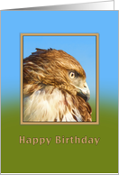 Birthday, Rough-legged Hawk Bird card