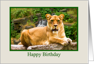 Birthday, Lion on a Rock card