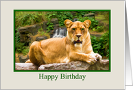 Birthday, Lion on a...