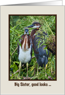 Birthday, Big Sister, Two Tricolored Heron Chicks, Humor card