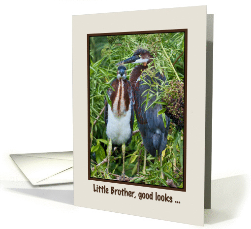 Birthday, Little Brother, Two Tricolored Heron Chicks, Humor card