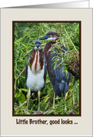 Birthday, Little Brother, Two Tricolored Heron Chicks, Humor card