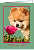 Sympathy, Pet, Pomeranian Dog and Rose card