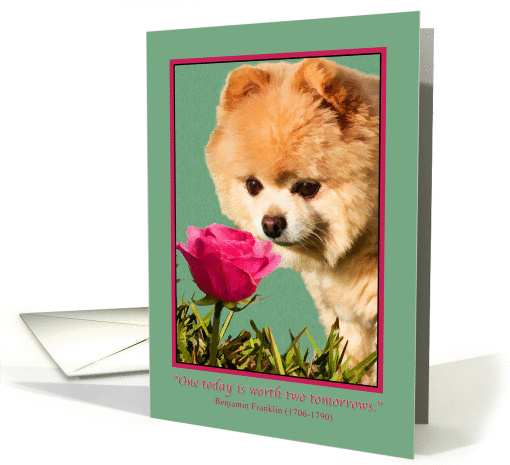Thinking of You, Pet, Pomeranian Dog and Rose card (854025)