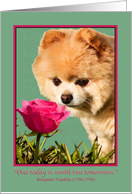 Thinking of You, Pet, Pomeranian Dog and Rose card