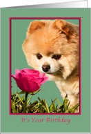 Birthday, Pomeranian Dog and Rose card