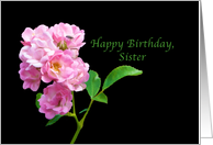 Birthday, Sister, Pink Garden Roses on Black card