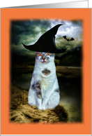 Halloween, Cat in...