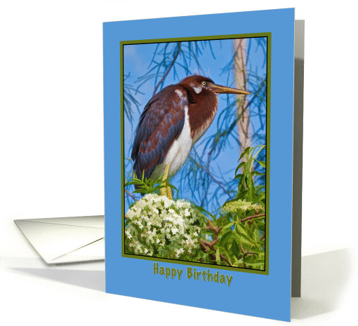 Birthday, Tricolored Heron in Flowering Tree card (884693)