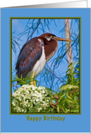 Birthday, Tricolored Heron in Flowering Tree card