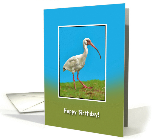 Birthday, White Ibis Bird card (921034)