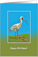 Birthday, White Ibis Bird card