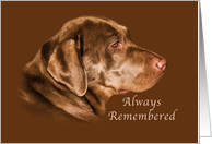Sympathy, Pet, Labrador Retriever Dog card