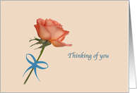 Thinking of You, Salmon Rose, Blue Ribbon card