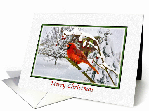 Christmas, Cardinal Bird, Snow, Red Berries card (943220)