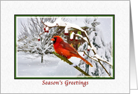 Christmas, Season’s Greetings, Cardinal Bird, Snow, Red Berries card