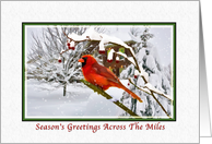 Christmas, Across the Miles, Cardinal Bird, Snow, Red Berries card