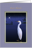 Christmas, Buon Natale, Italian, Snowy Egret, Nativity card