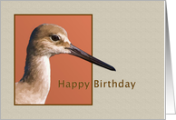 Birthday, Willet Bird on Shades of Brown card