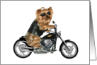 Yorkie Biker on custom motorcycle card