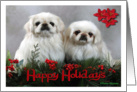 Happy Holidays White Pekingese card