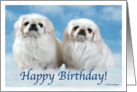 Happy Birthday Pekingese card