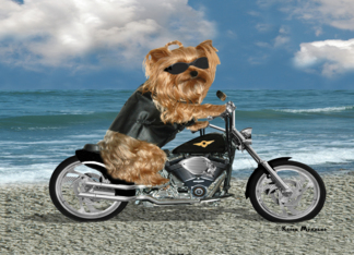 Yorkie Biker on...