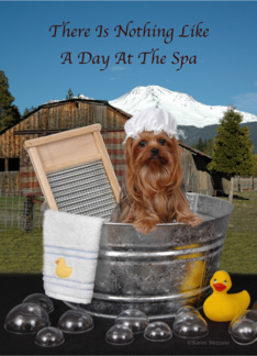 Spa Day