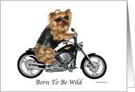 Yorkie Biker, Born...