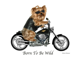 Yorkie Biker, Born...