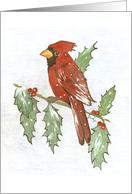 Cardinal and Holly card