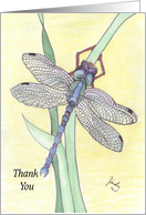Dragonfly Thank You...
