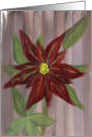 A Christmas Poinsettia for you! Red with Yellow and Green Center on a Gray and White Background! "Red Velvet" by Ellie card