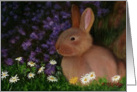 baby bunny rabit card
