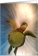 Turtle Honu card