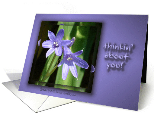A tiny lily ... on purple card (151798)