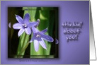 A tiny lily ... on purple card