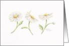 Thinking of You Christian Hello Three Daisies In A Row Blessings card