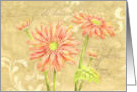 Thinking Of You Gerbera Daisy Garden Notes card