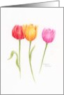 Birthday Colorful Tulips Celebration card