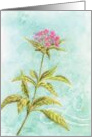 Sympathy Tall Pink Flowers Caring Here For You card