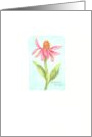 Sympathy Flower Gentle Coneflower Comfort and Peace card